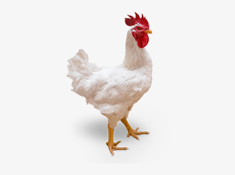 Cobbmv Male - Poultry Png, transparent png #1187449