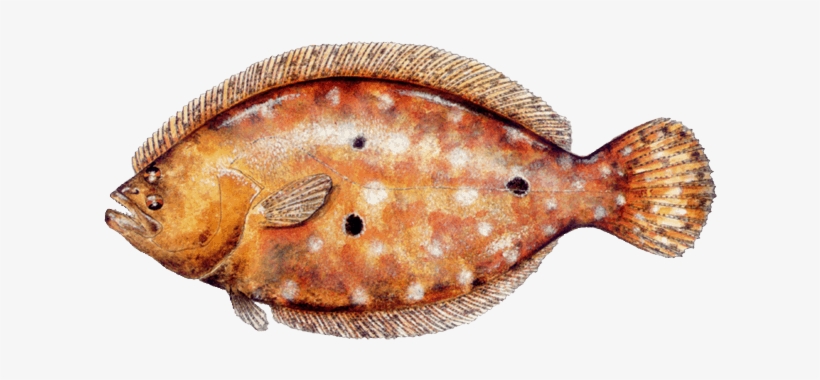 Gulf Flounder - Plie - Sport Fish Of The Gulf Book By Vic Dunaway, transparent png #1187598