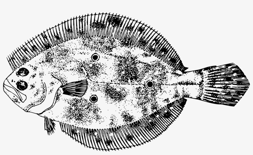 This Free Icons Png Design Of Gulf Flounder, transparent png #1187655