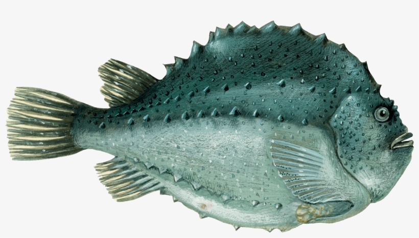 Lumpfish Suction, transparent png #1187855