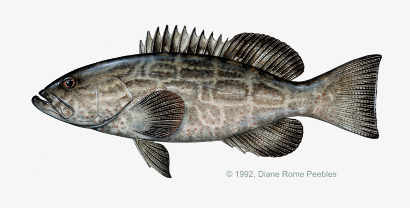 Grouper Black Mycteroperca Bonaci Seafood, Art Boards, - Black Grouper Fish, transparent png #1187862