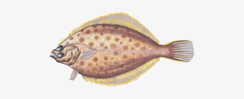 Yellowtail Flounder, transparent png #1187882