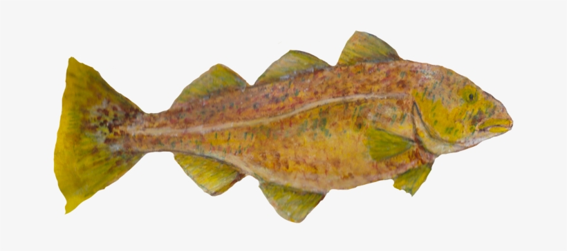 Studies Of Sea Life Drawn In Watercolor Pencils - Gulf Flounder, transparent png #1187946