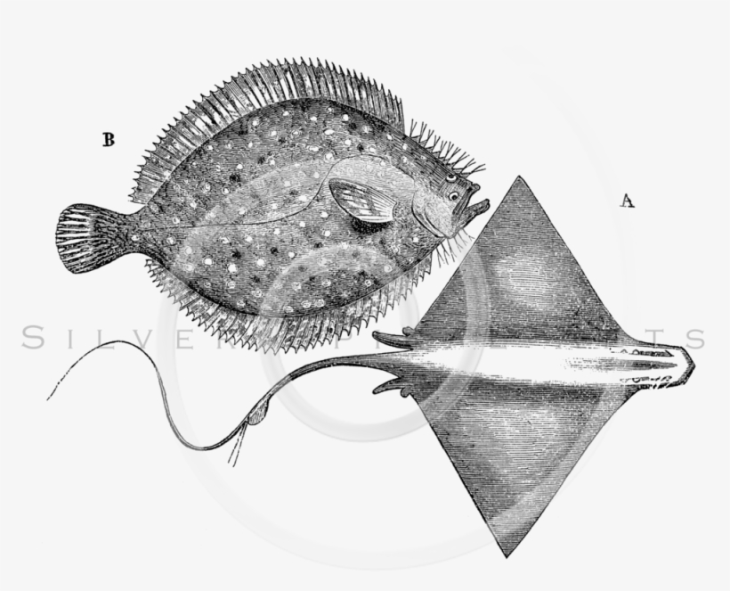 All Vintage Black And White Illustrations Png - Illustration, transparent png #1187975