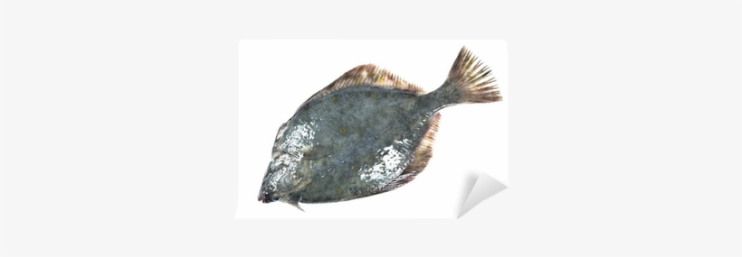Photography, transparent png #1187997
