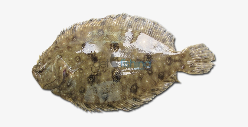Smalltooth Flounder - Fishing, transparent png #1188019