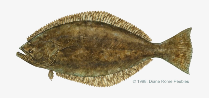 All-tackle World Records - Flounder Fish, transparent png #1188048