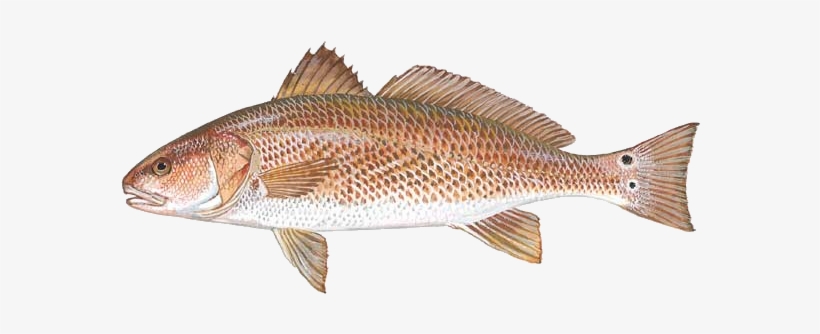 The South Carolina General Assembly Has Passed A New - Red Drum, transparent png #1188179