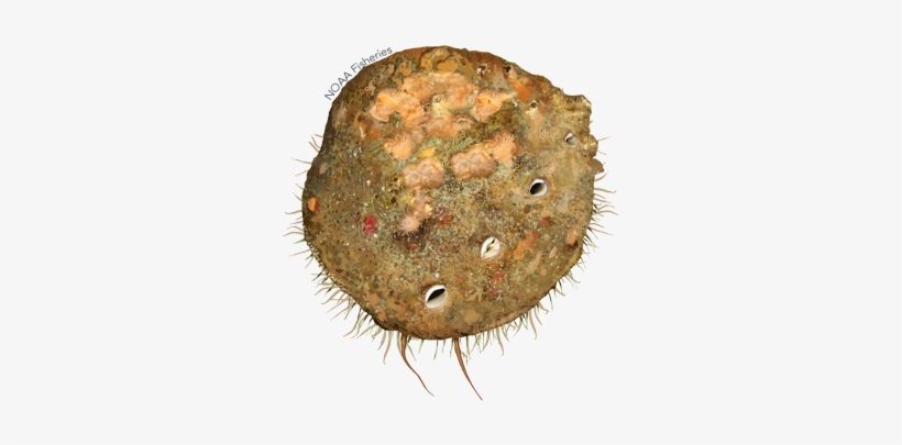 White Abalone - Haliotis Sorenseni, transparent png #1188209