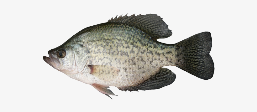 Black Crappie - Fish Species Of Manitoba, transparent png #1188254