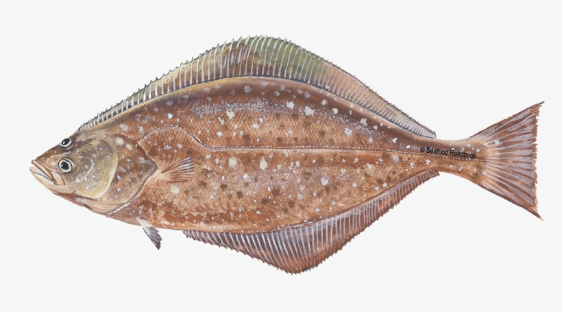 Halibut Png Clipart - Halibut, transparent png #1188279