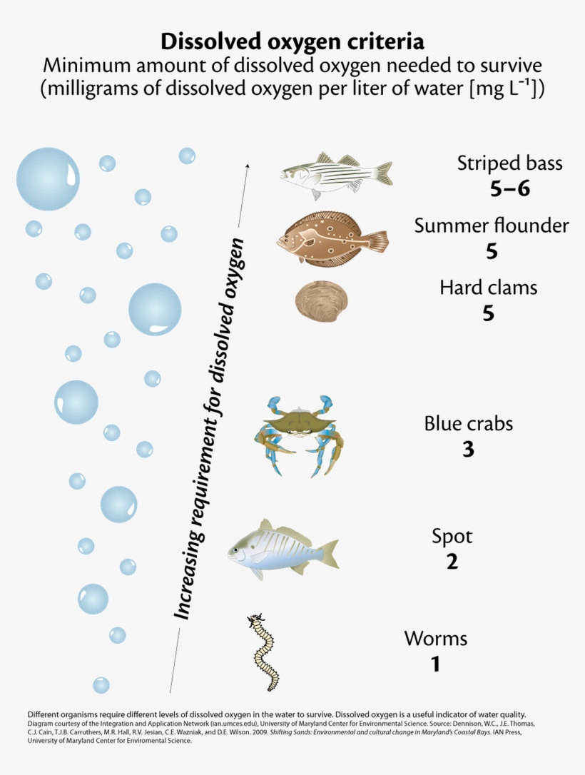 Why Do The Canals Even Need Help - Delaware Center For The Inland Bays, transparent png #1188327