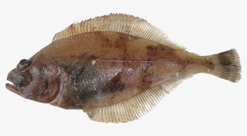 Image - Alaskan Sand Dabs, transparent png #1188352