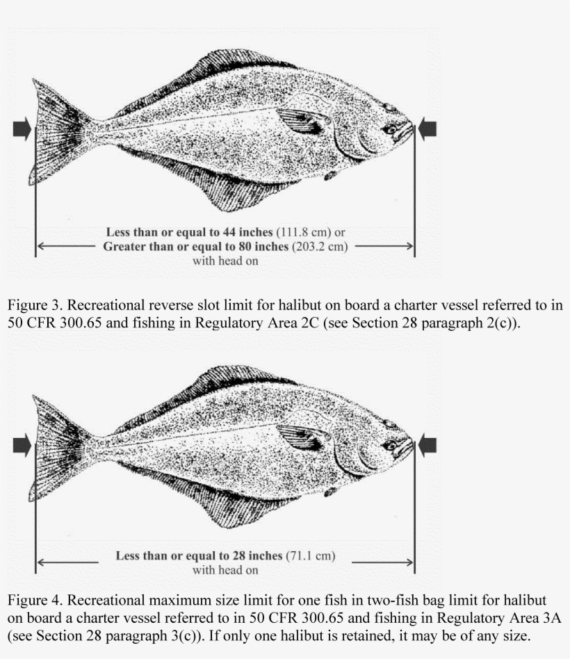 Classification - Snapper, transparent png #1188466