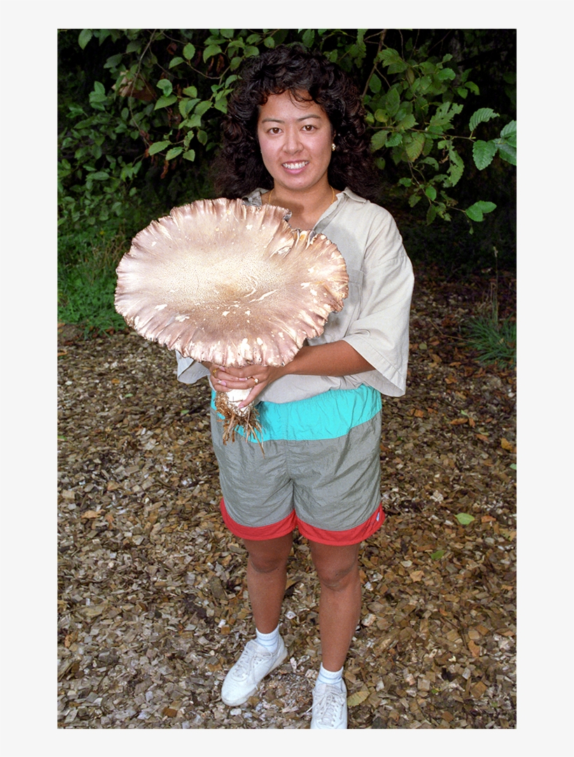 Organic Garden Giant Outdoor Mushrooms Kit - Grow King, transparent png #1188513