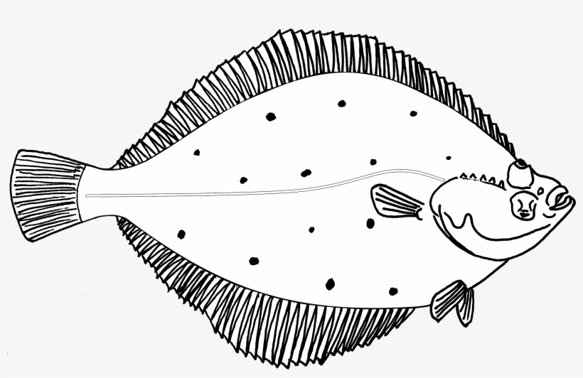 Jpg Royalty Free Collection Of High Quality Free Key - Plaice Fish Drawing, transparent png #1188681