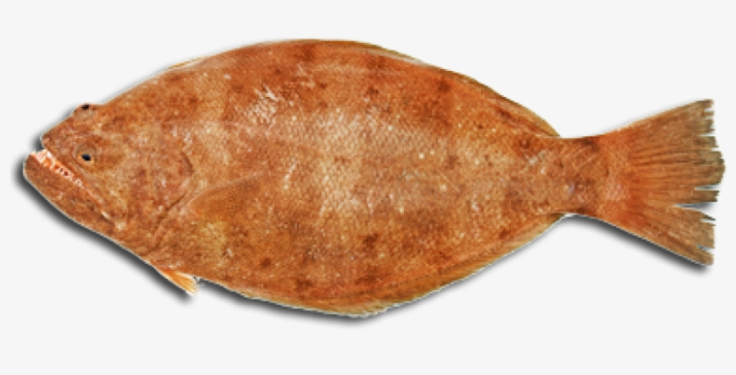 With The Exception Of Halibut, And Some Large Flounders - Portable Network Graphics, transparent png #1188949