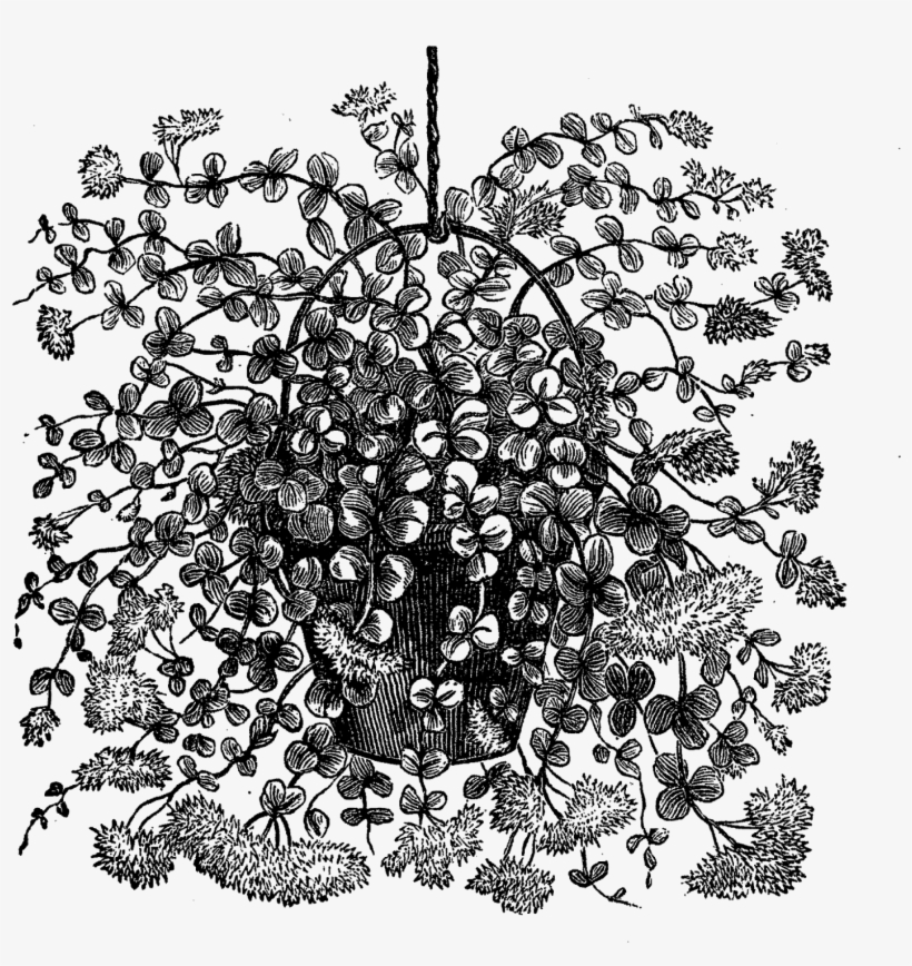 Transfer I Created From A Vintage Botanical Illustration - Hanging Plant Clipart Black And White, transparent png #1190280