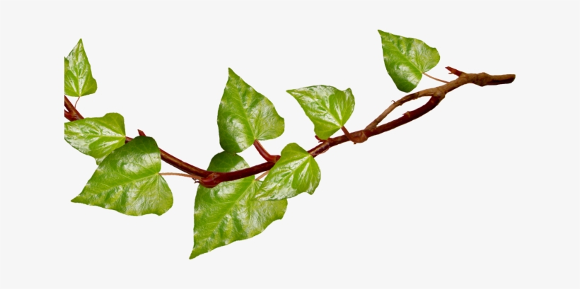 Vines Clipart Transparent Background - Fruit Branch Png, transparent png #1190400