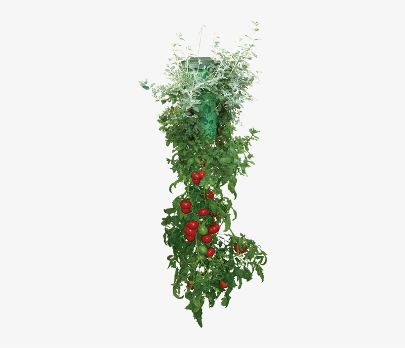 Apartment Dwellers Can Grow Fresh Veggies Too Montrose - Seen On Tv Topsy Turvy Set Anters, transparent png #1190784