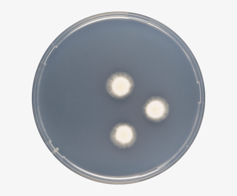 Aspergillus Haitiensis Cya - Circle, transparent png #1191997