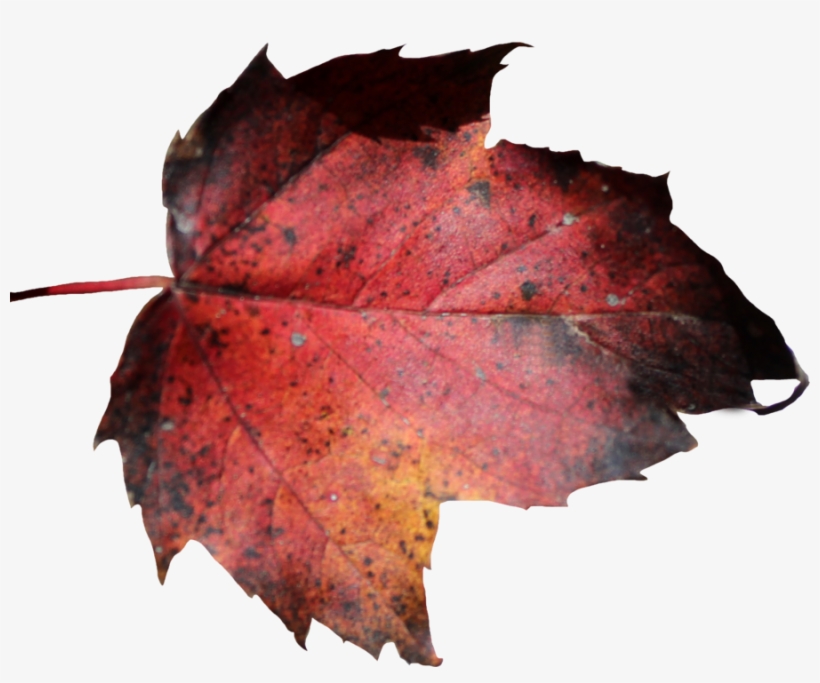Red Leaf Png - Dead Leaf Transparent, transparent png #1194246