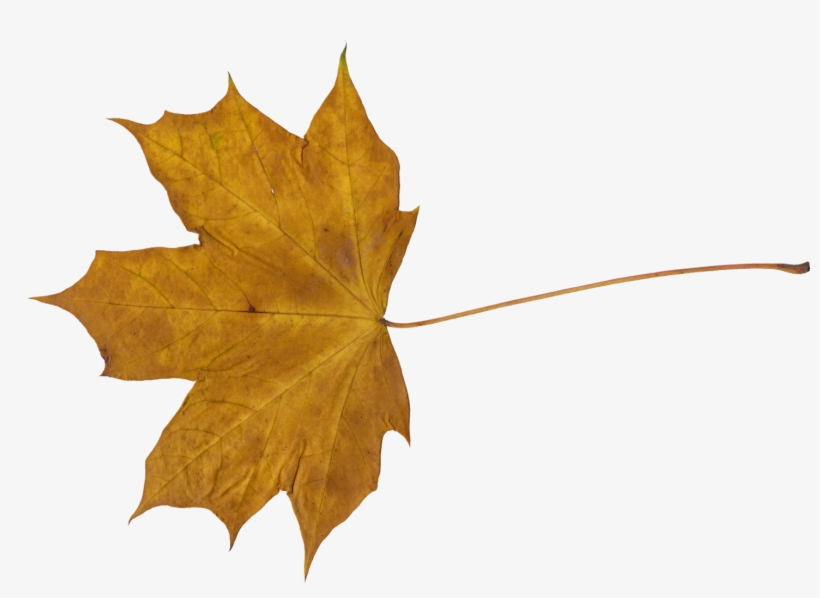 Maple Leaf Png - Leaves Transparent, transparent png #1194750
