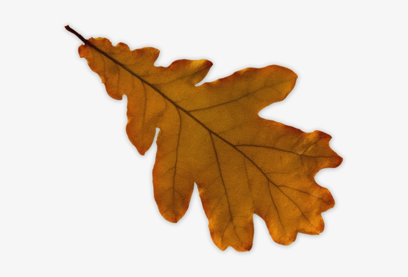 Through Walking I Tuned Back Into Who I Was And What - Maple Leaf, transparent png #1195842
