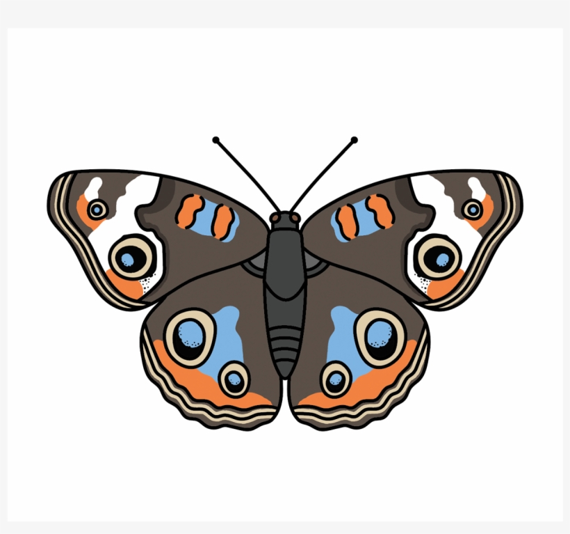 Klay Thompson Portrait Series - Common Buckeye, transparent png #1196338