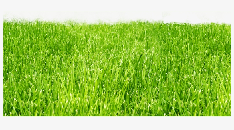 Lawns - Lawns Png, transparent png #1197269