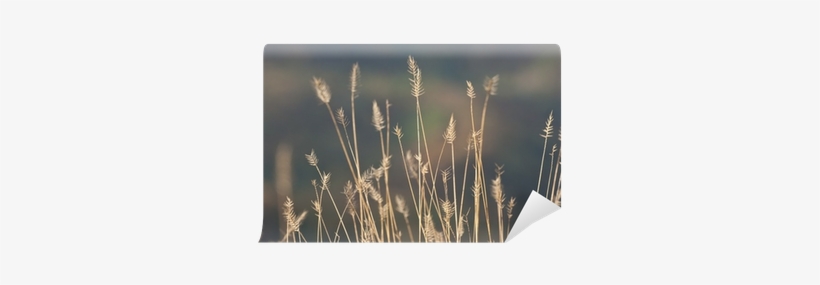 Teasel, transparent png #1197511