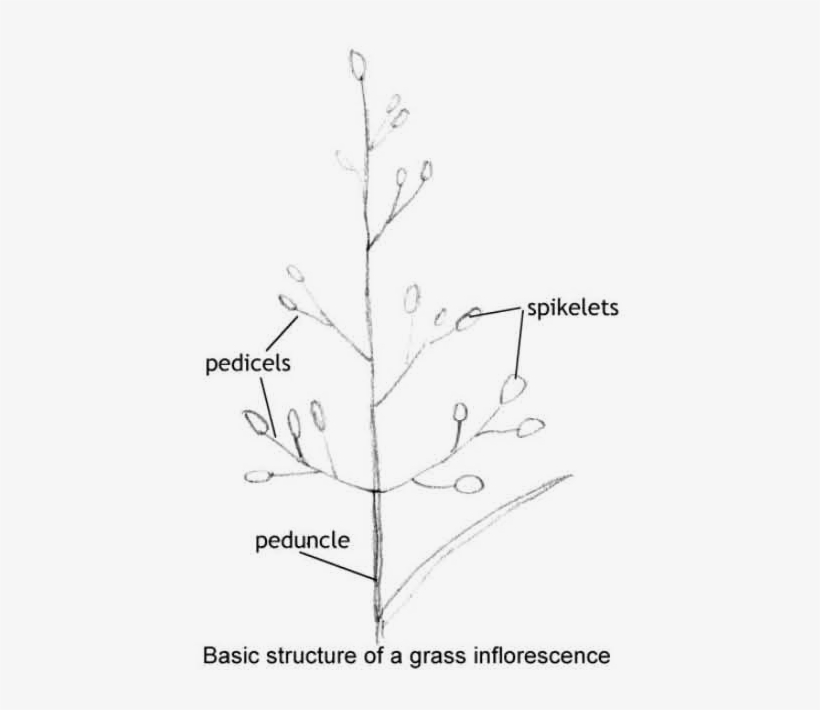 Basic Structure Of A Grass Inflorence - Christmas Tree, transparent png #1197514