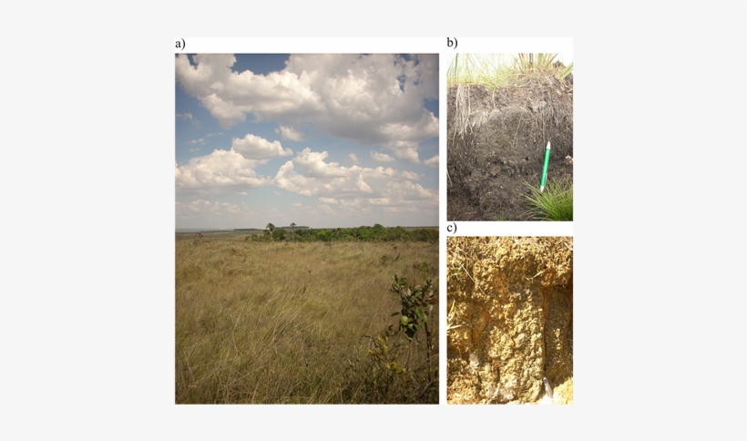 General Aspects Of A Humid Grassland During The Dry - Grass, transparent png #1198023