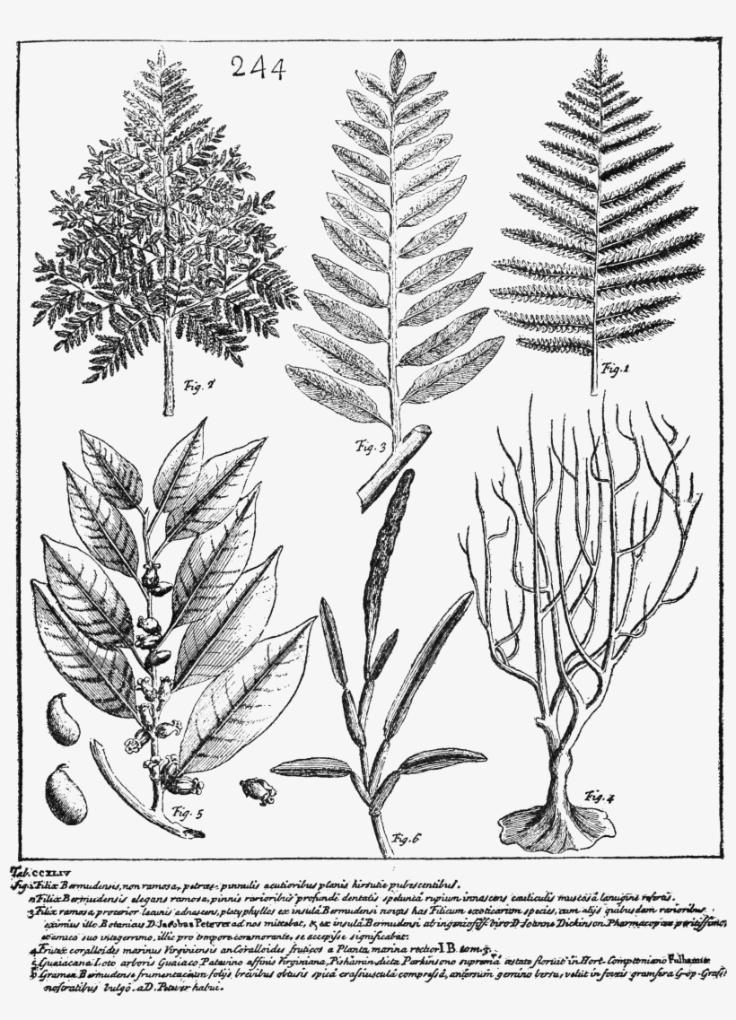 Psm V70 D509 Species Of Dryopteris Still Growing In - Bermuda, transparent png #1198475