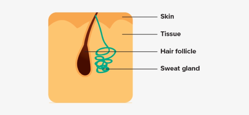 Endocrine Glands - Sweat Gland, transparent png #1199078