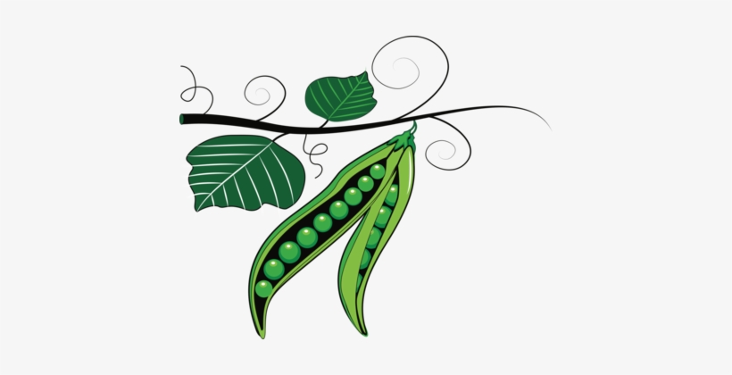 Peas Drawing Green Bean Png Library Library - Green Pea, transparent png #1199329