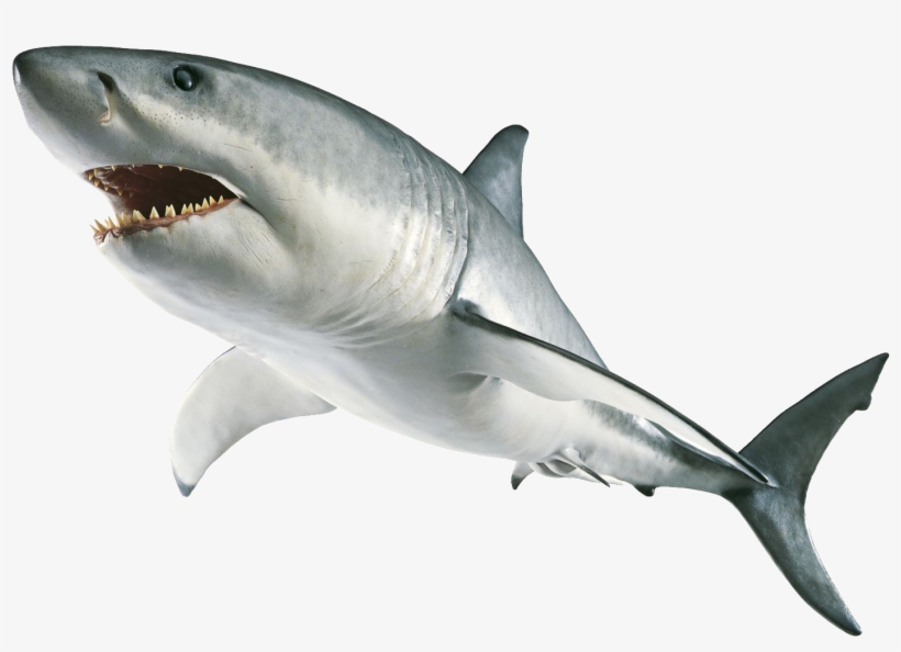 Download Amazing High-quality Latest Png Images Transparent - Great White Shark Png, transparent png #1199551