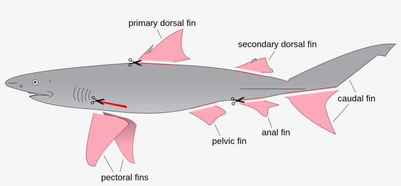 A Look At Shark Finning - Fins On A Shark, transparent png #1199593