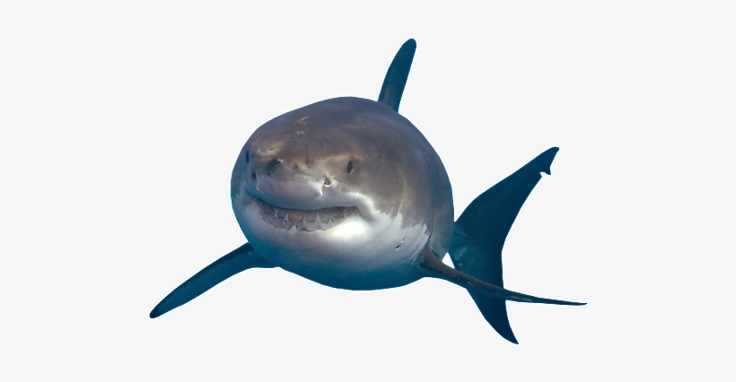 Shark Transparent Png - Great White Shark Shark Png, transparent png #1199974