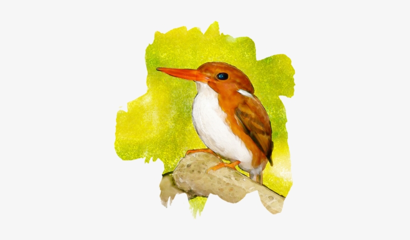 Bird Photographer, Lister Or Non Lister, We Are Here - Rufous Hummingbird, transparent png #120163
