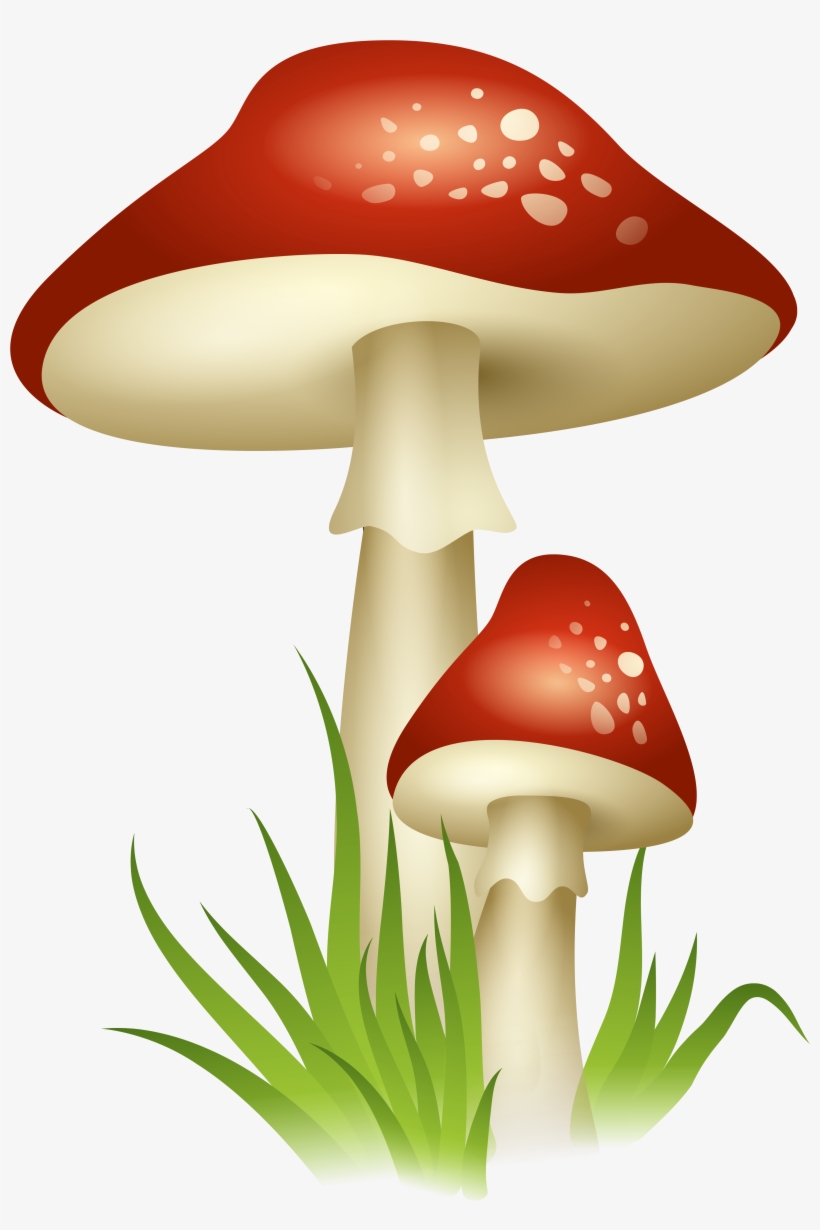Mushrooms Drawing Enchanted - Mushroom Png, transparent png #120194