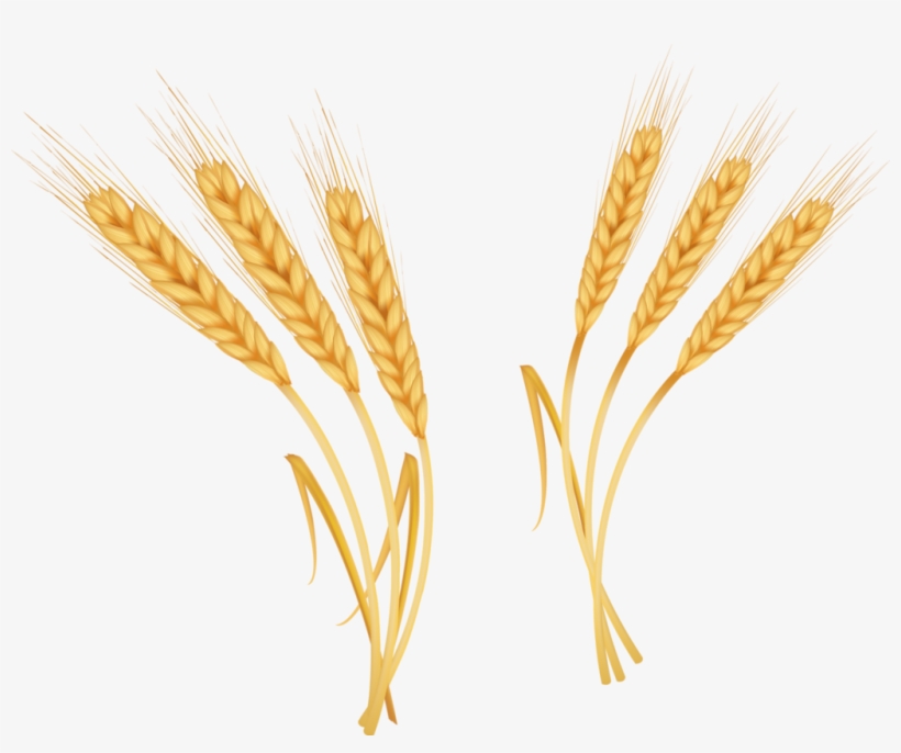 Oat Crop Drawing Png, transparent png #120394