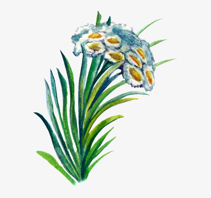 Hand-painted Plant Cartoon Transparent Watercolor Material - Watercolor Painting, transparent png #120427