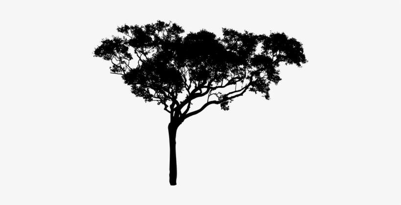 Tree Plant Vegetation Nature Silhouette Ec - African Tree Silhouette Png, transparent png #120448