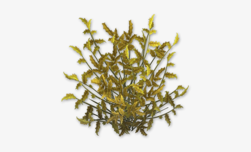 Coffee Bush Dead - Wiki, transparent png #120828