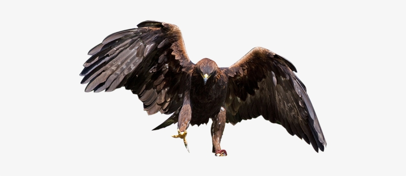 Eagle Transparent Background Png - Golden Eagle Clear Background - Free ...
