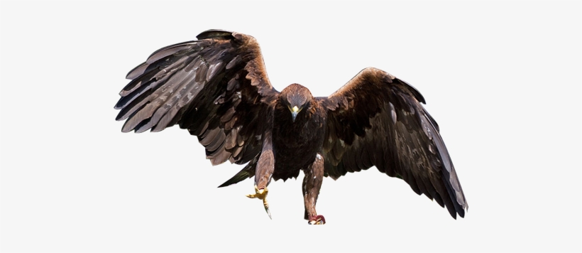 Eagle Transparent Background Png - Golden Eagle Clear Background, transparent png #120846