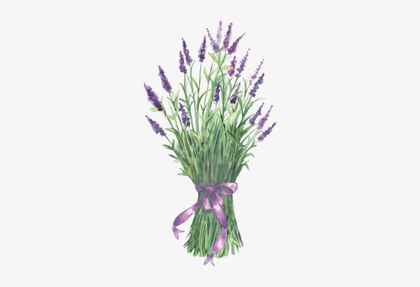 Pin By Max Wu On Lavender - Lavender On Transparent Background, transparent png #120849