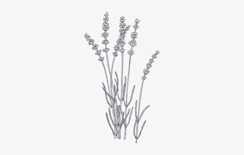 Anti-inflammatory And Calming, Organic Lavender Oil - Lavender Illustration, transparent png #120890