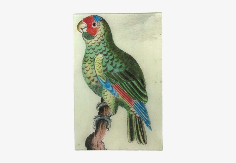 Parrot - Macaw, transparent png #121832